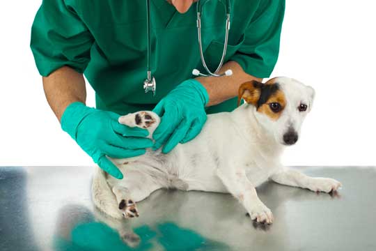 Hund mit Arthrose