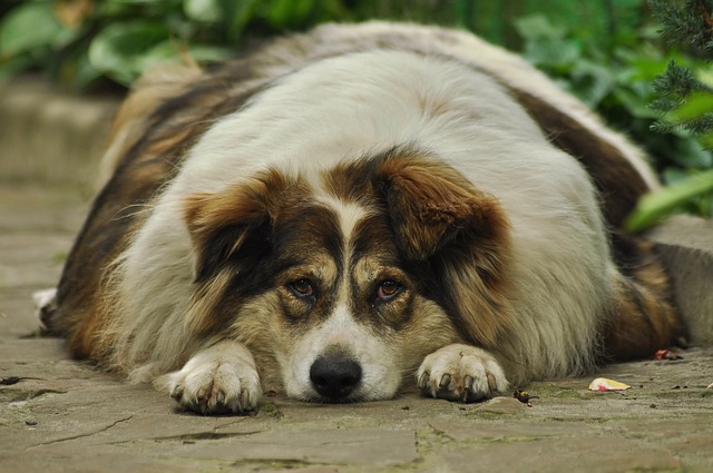 Hund mit Übergewicht